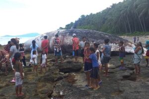 Dead sperm whale found beached in Davao Occidental