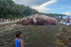 Dead sperm whale found beached in Davao Occidental