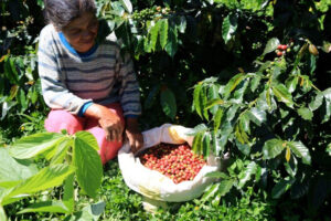 Thousands of Mindanao farmers take center stage at Program Launching & Philippine Coffee Expo in Davao