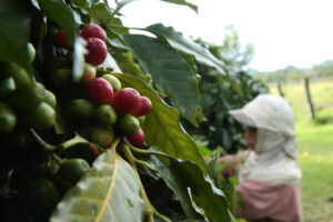 Thousands of Mindanao farmers take center stage at Program Launching & Philippine Coffee Expo in Davao