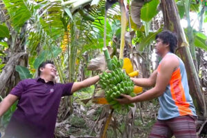 Bukidnon nextgen farmer considers cardava banana as a life saver