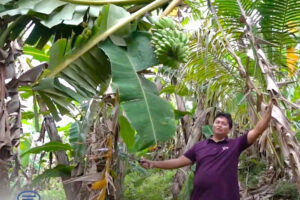 Bukidnon nextgen farmer considers cardava banana as a life saver