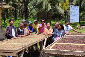 Revitalizing Maitum’s Robusta coffee