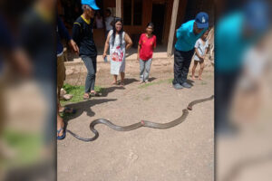 Dead cobra kills DavOr man