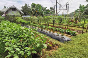 More communal gardens established in Normin via GUGMA Program