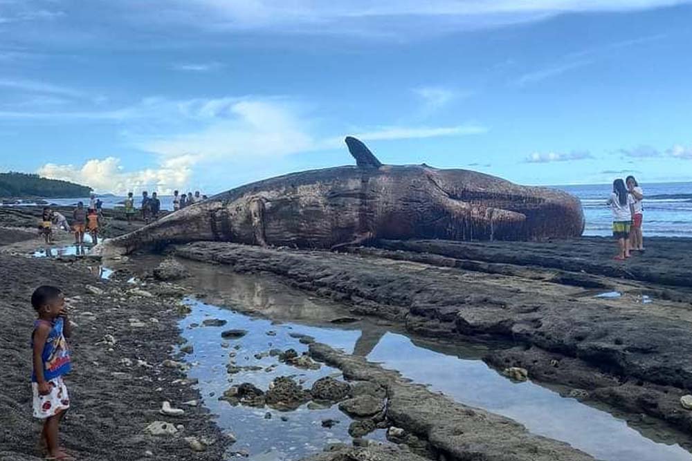 Dead sperm whale found beached in Davao Occidental