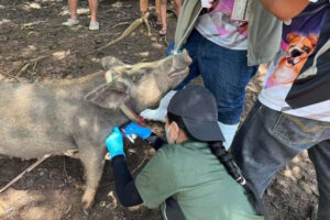 389 hogs culled in 5 Zambo City barangays to stop spread of ASF