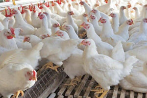 BOI approves P119-M chicken farm to augment local supply