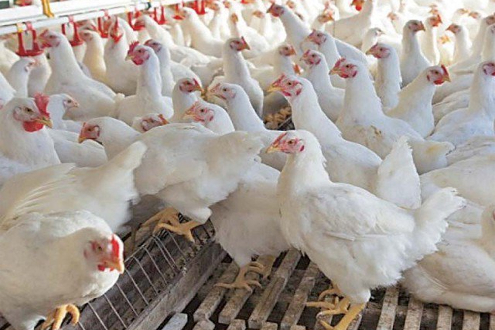 BOI approves P119-M chicken farm to augment local supply