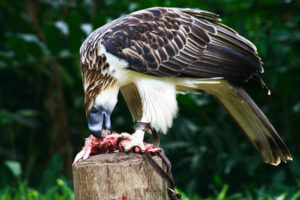 Transfer of 3 breeding pairs of Philippine Eagle eyed amid bird flu threat