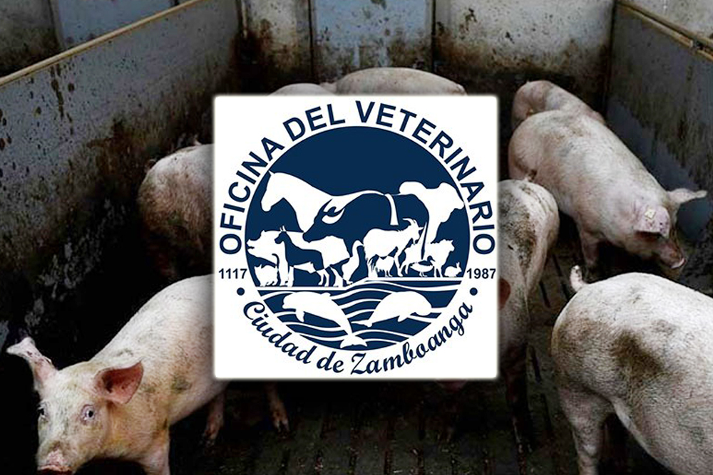 Hog deaths rise as ASF virus spreads to 10 Zambo villages