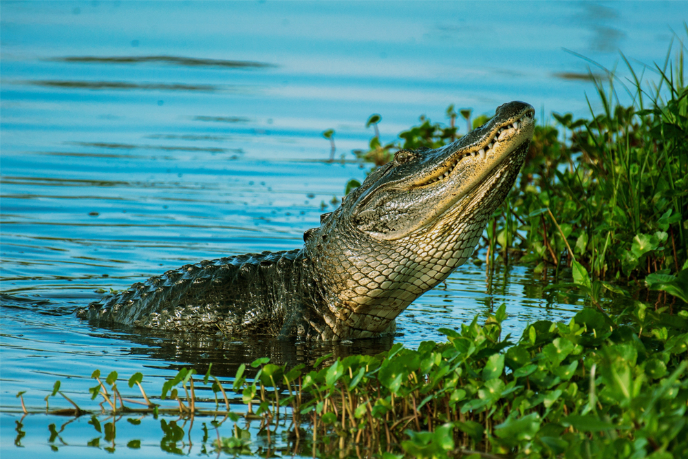 ‘Croc’ sighting stirs folks in MisOr cit