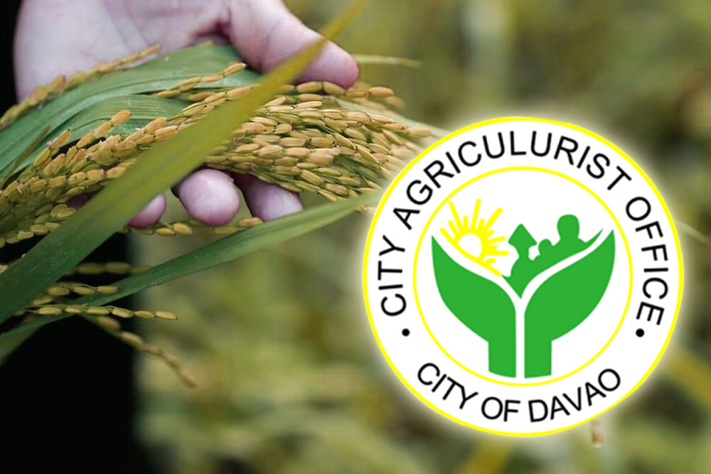 Davao eyes expanded rice, corn production for food sufficiency