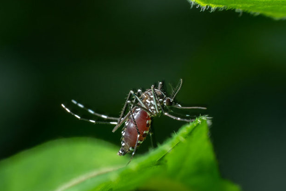 Dengue outbreak declared in BARMM