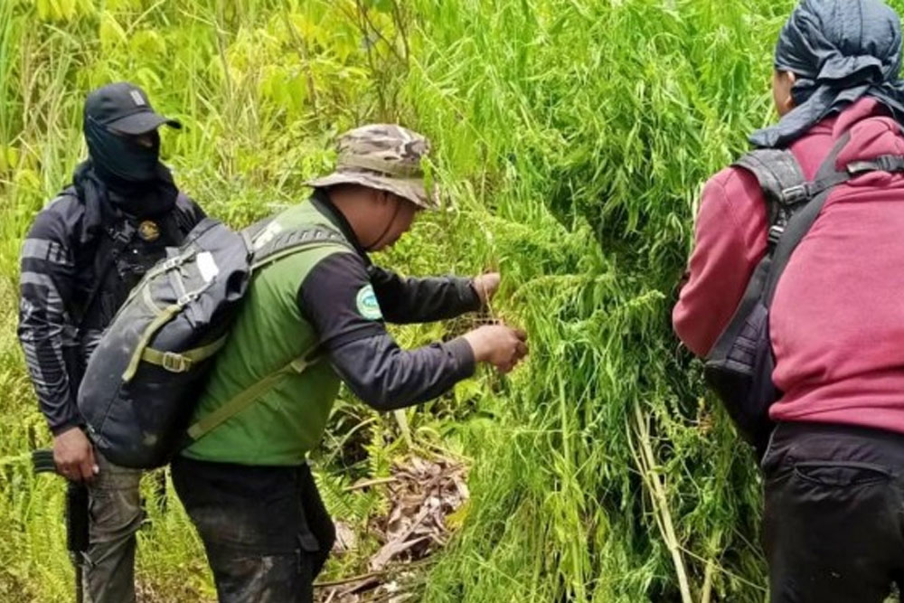 PNP, PDEA destroy P3.6-M marijuana plants in SoCot town