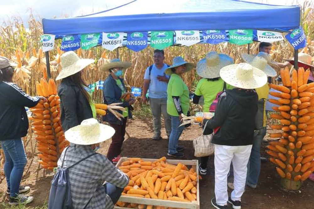 DA-10 corn derby shows promising corn varieties to increase farmers’ incomeq