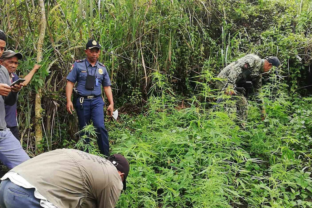 Cops uproot 120K worth ‘weed’ in Bukidnon