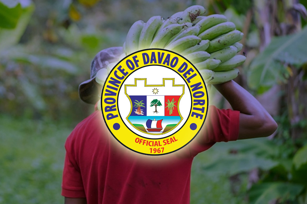 Davao Norte banana growers shift to corn due to Fusarium wilt