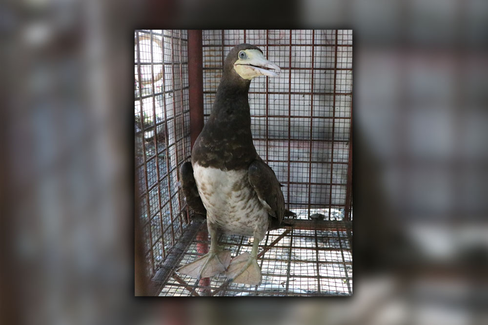 Brown booby turned over to DENR-10