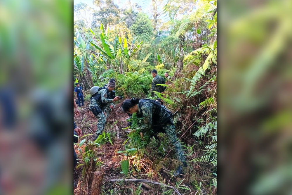 P1.5M ‘ganja’ up in smoke in Bukidnon following police operation