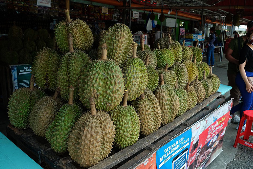 Davao City agri office to distribute 10K durian seedlings in July