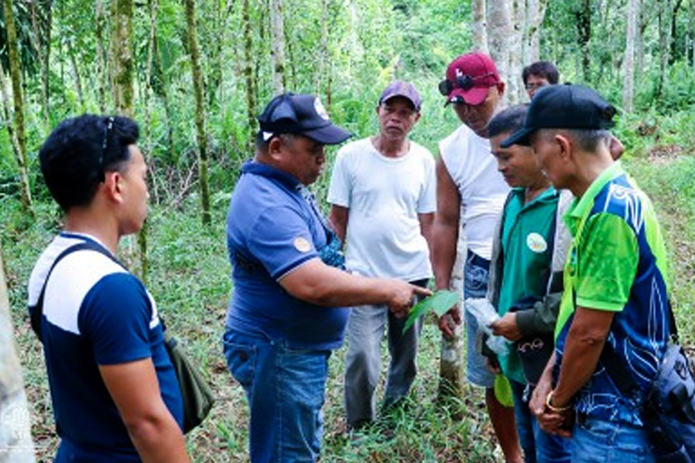 Leaf disease threatens 13K hectares of rubber farms in Caraga