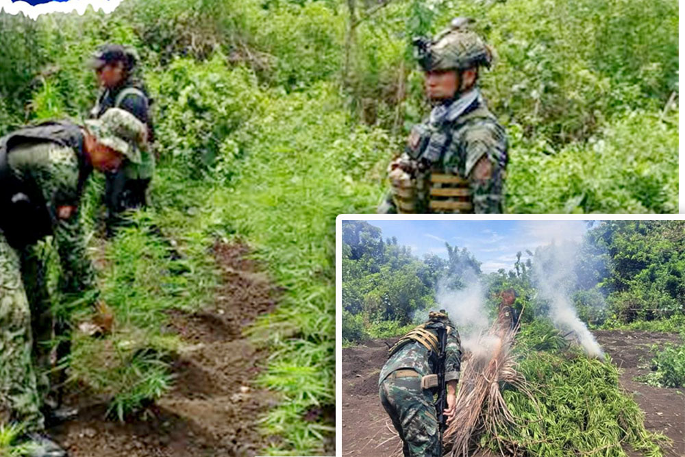 Troops destroy P12.9-M marijuana plants in Sulu