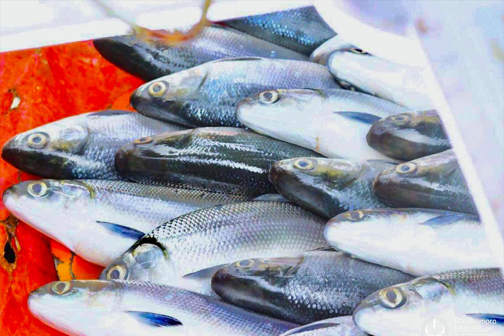 BARMM remains PH's top fish producer in Q1 of 2023