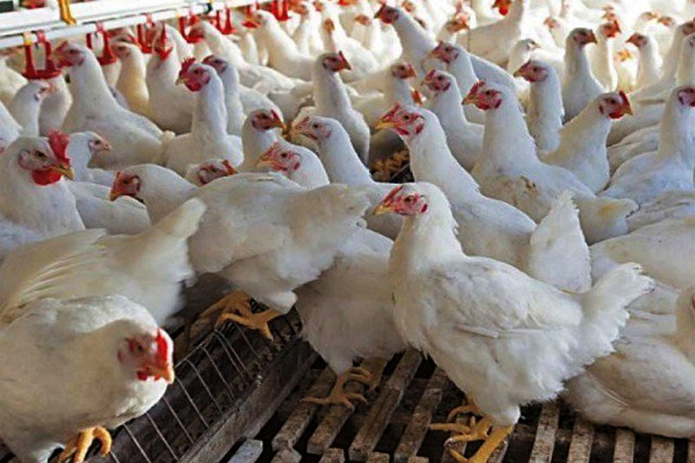 Acquisition of avian flu vaccine to revitalize PH poultry sector