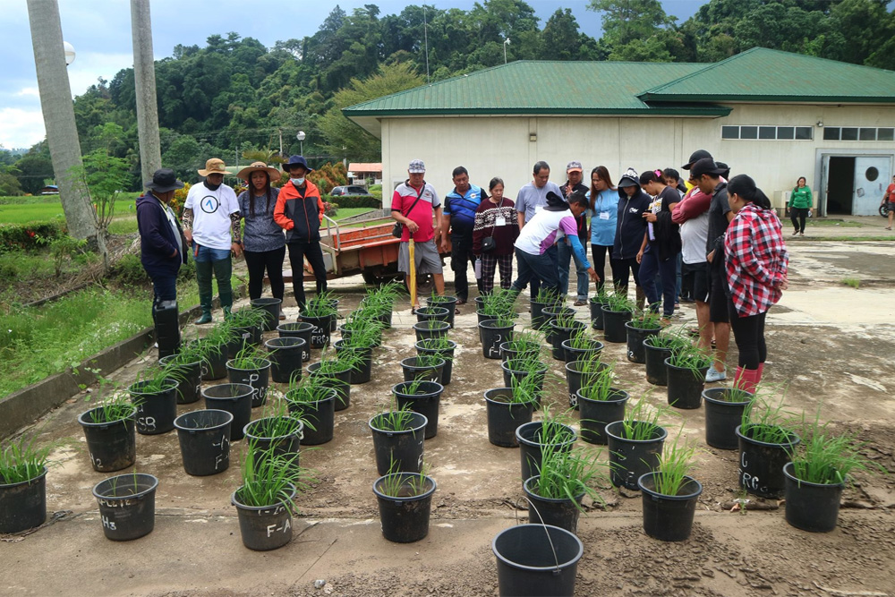 ATI-10 empowers 46 seed growers via inbred rice seed prod'n training