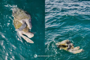 Rare mating behavior of sea turtles in Sarangani Bay recorded