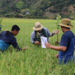 ATI boosts efforts to uphold PH rice seed quality standards