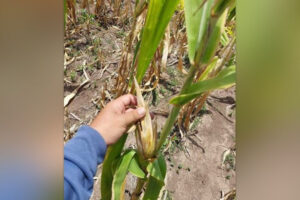 Maguindanao Sur under state of calamity as crop losses reach P345M