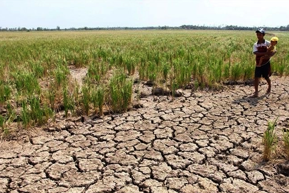 CROP DAMAGE. Rice plants are withered due to the El Niño phenomenon in the municipality of Patnongon, Antique on Feb. 1, 2024. The Department of Agriculture said Thursday (May 2, 2024) the damage caused by El Niño to the agriculture sector has reached an estimated PHP5.9 billion as of April 30, 2024.