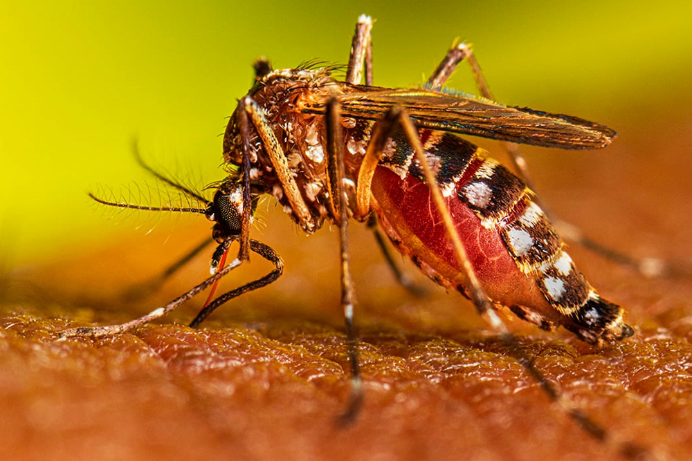Dengue-causing Aedes aegypti mosquito. CDC File