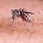 Dengue-carrying mosquito Aedes aegypti.”