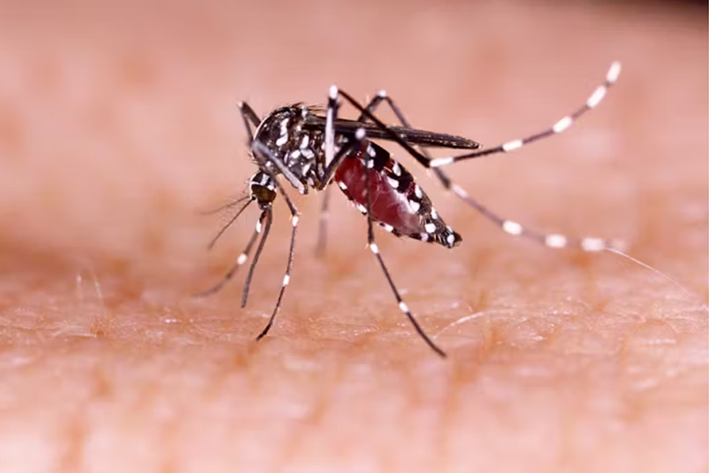 Dengue-carrying mosquito Aedes aegypti.”